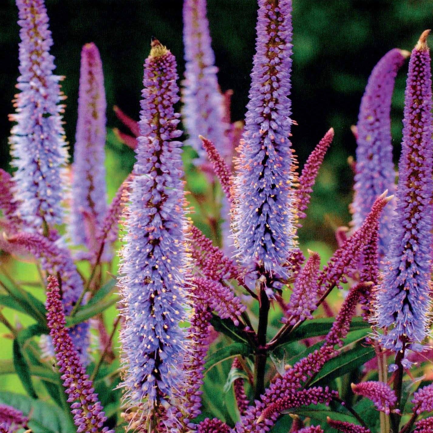 Bakker Collection Pimprenelles Véroniques vivaces 5 plants