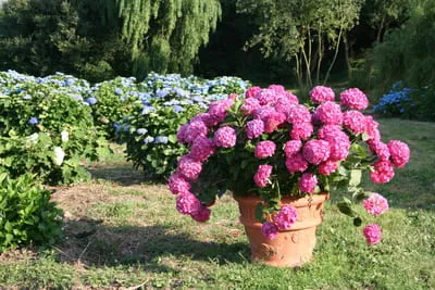 Les Hortensias du Haut Bois Rosita hortensia boule fleurs rondes godet