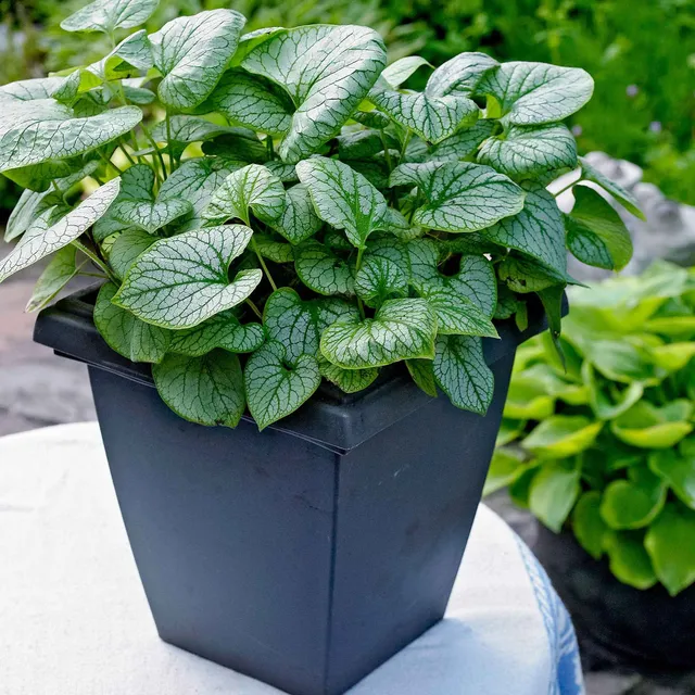 Bakker Jack Frost myosotis du Caucase pot Ø 9cm ombre