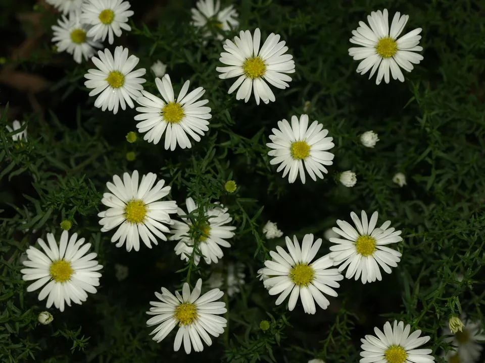 Passion Vivaces Aster Orchidae plante vivace godet blanc pur