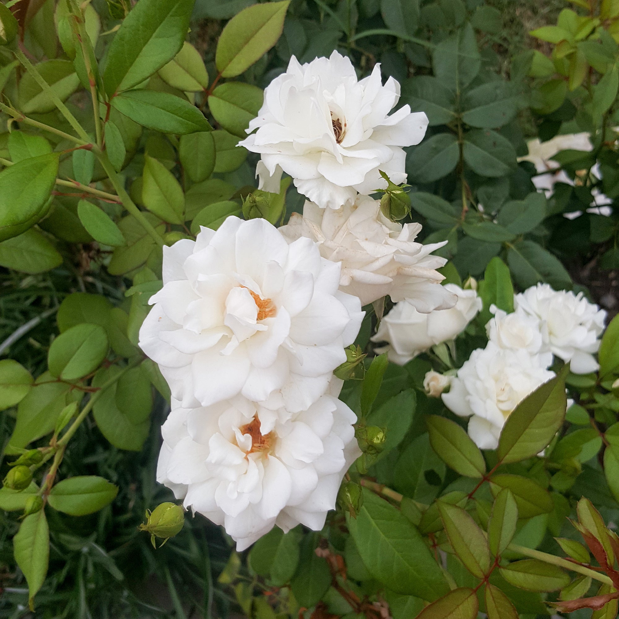 Bakker Rosiers Alba Plena rosier grimpant pot 9cm blanc