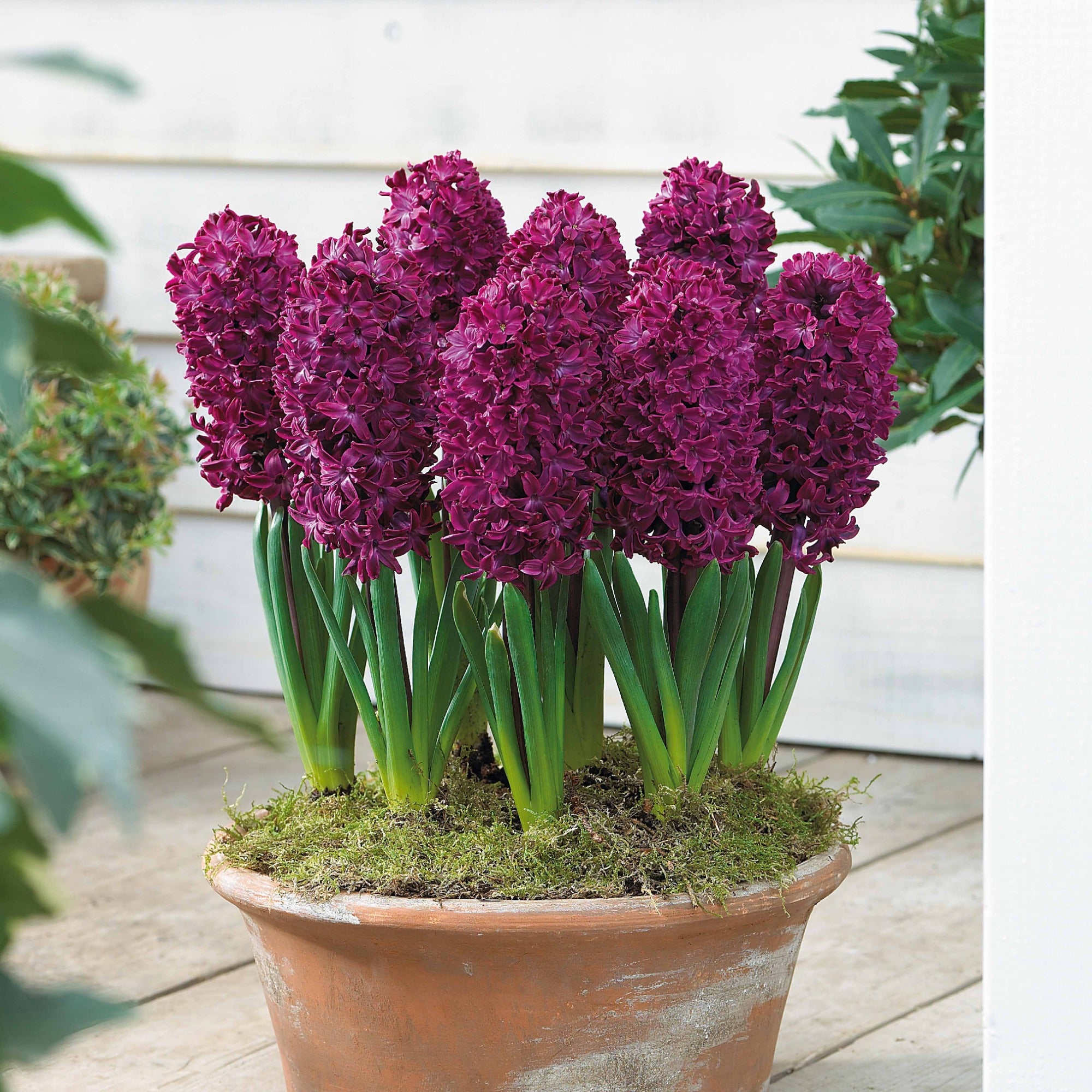 Bakker Jacinthes Collection 9 bulbes 3 couleurs parfum