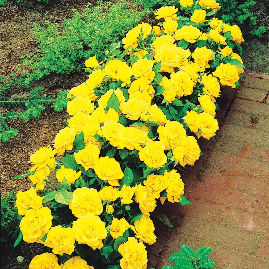 Bakker Randilla mini-rosier jaune lot 3 racines nues