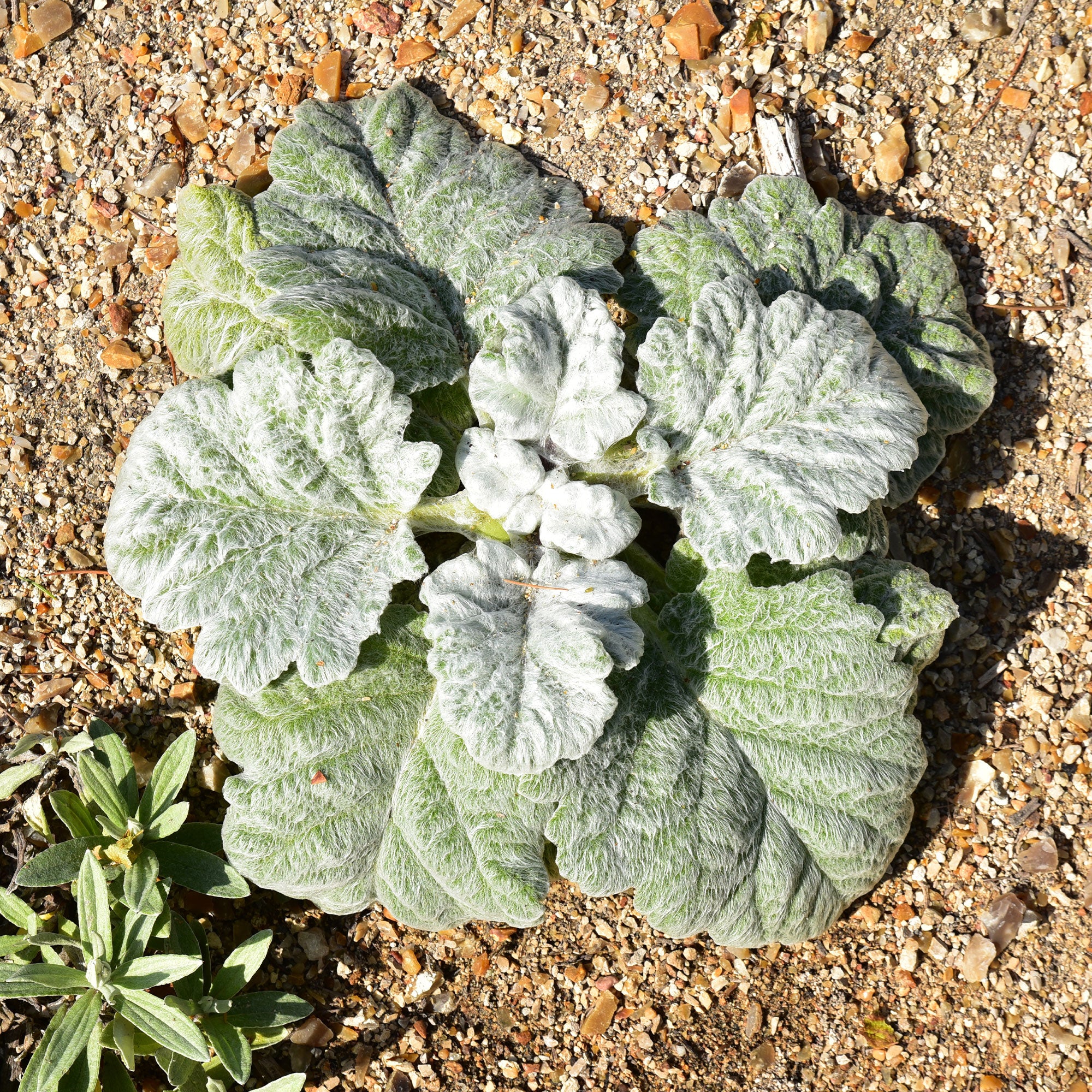 Bakker Salvia Argentea sauge argentée vivace pot 8cm soleil