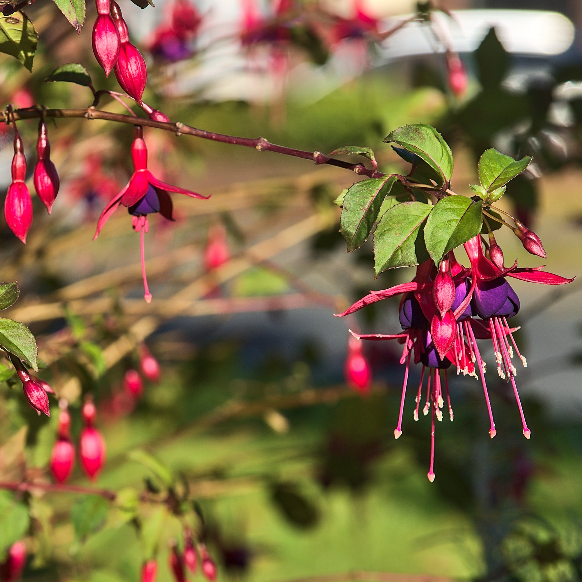 Bakker Fuchsia Riccartonii arbuste 3 pots Ø9cm fuchsia