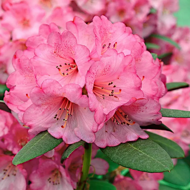 Bakker Rhododendron Wine & Roses arbuste pot 3L rose