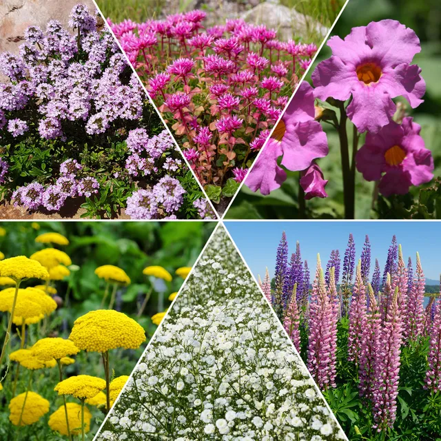 Bakker Collection 12 plantes vivaces fleuries multicolore 2m²