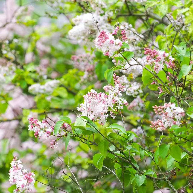 Bakker Lilas Beauty of Moscow arbuste pot 2L 25-30cm rose