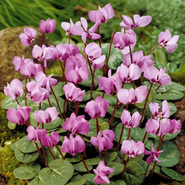 Bakker Bulbes Cyclamen île de Cos roses sachet 3 bulbes 10-12 cm