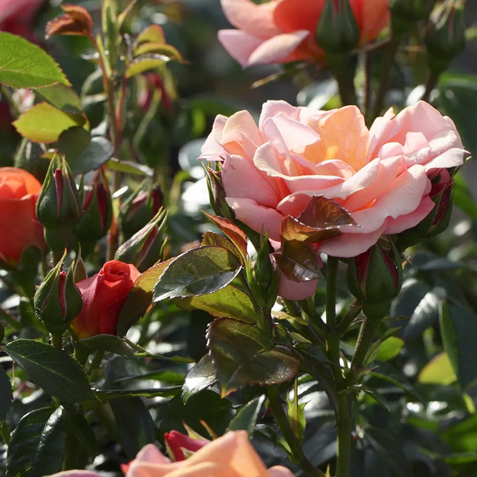 Bakker Rosier Aprikola rosier buisson pot 3L abricot-rosé