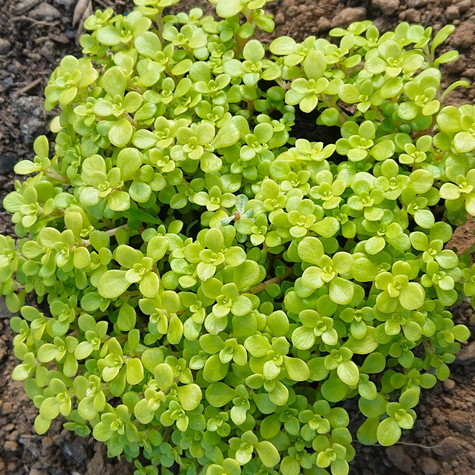 Passion Vivaces SEDUM makinoi Ogon orpin godet feuillage jaune