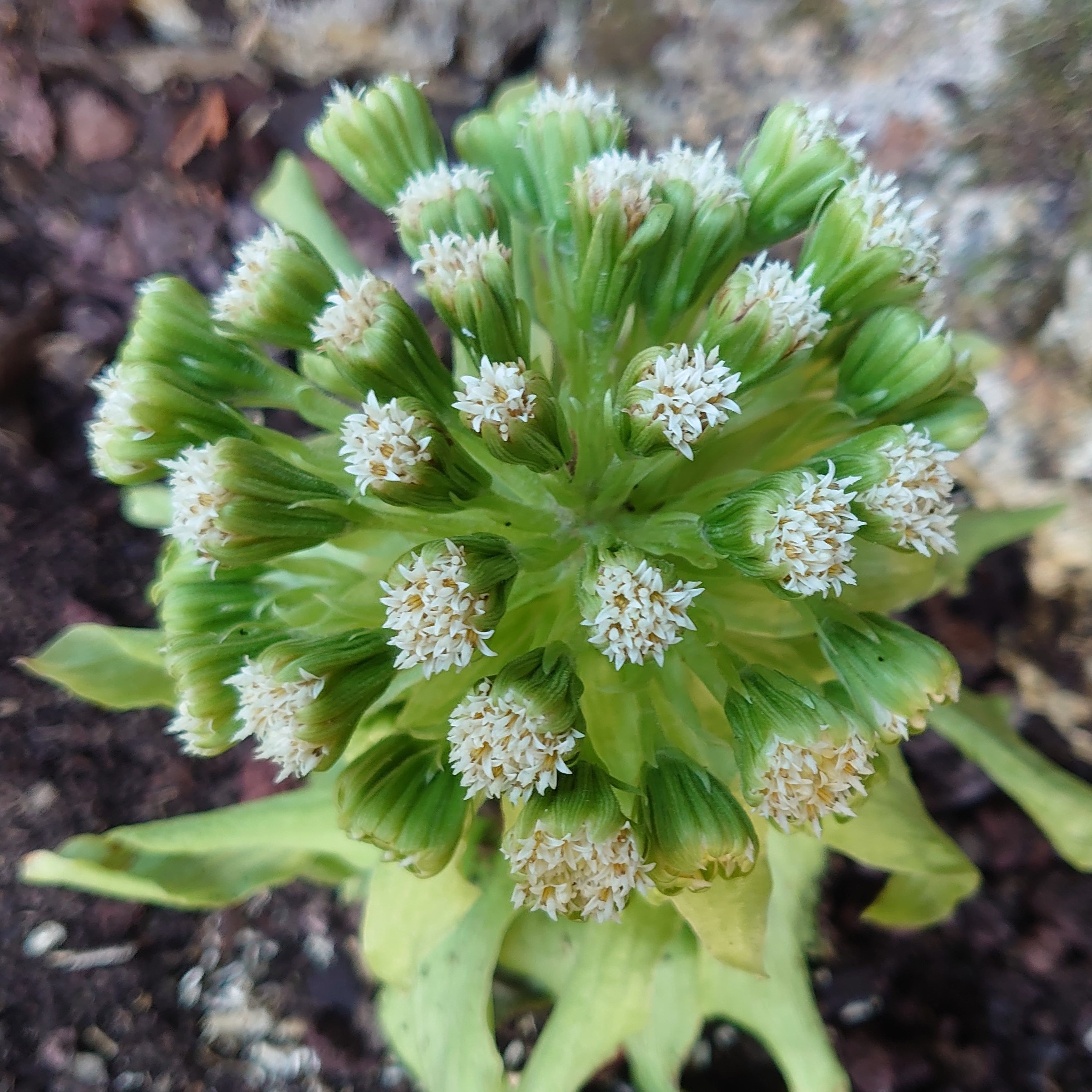 Passion Vivaces PETASITES japonicus Variegatus pétasite pot 1 L panaché
