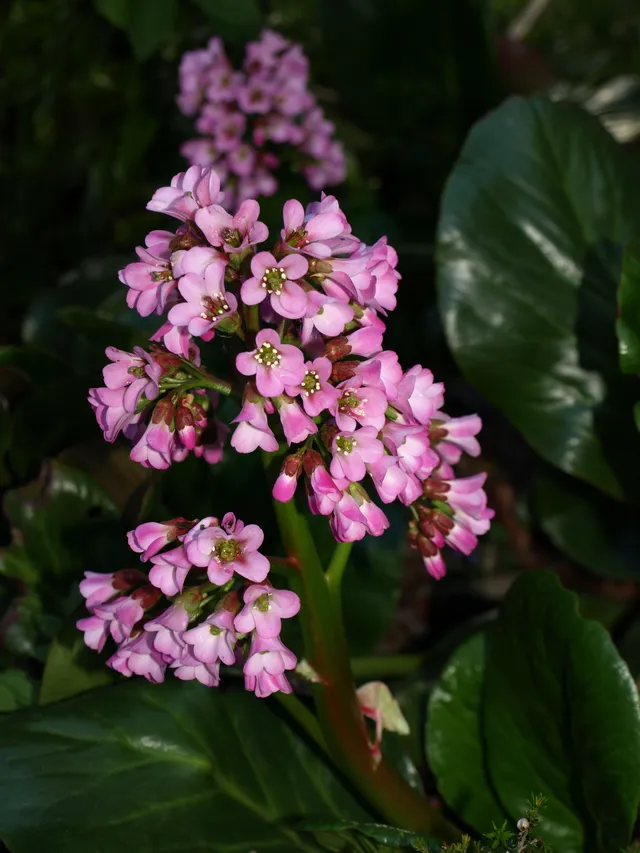 Passion Vivaces Bergenia Oeschberg plante pot 1 litre rose fluo