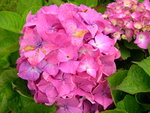 Les Hortensias du Haut Bois Royal hortensia fleurs rondes godet