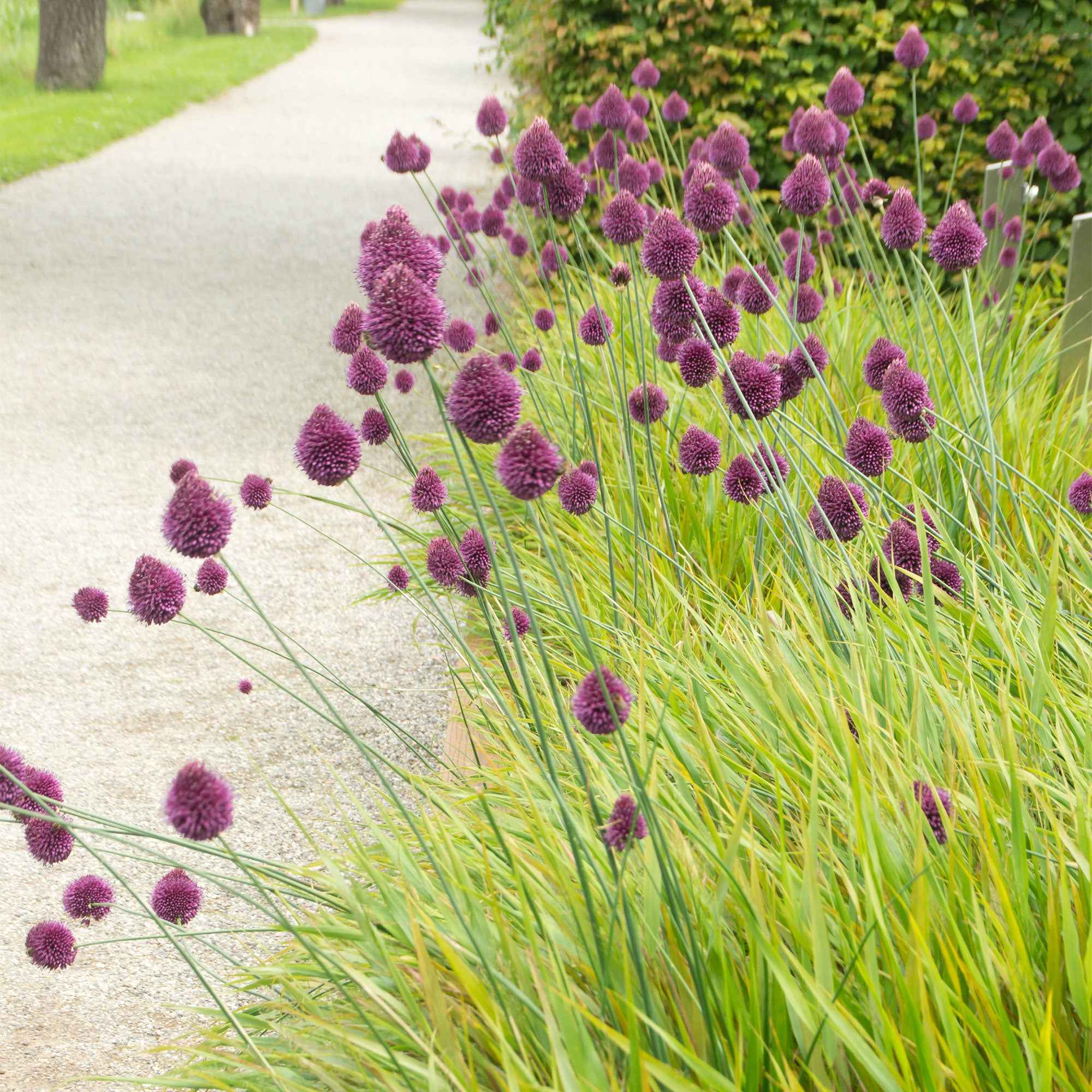 Bakker Allium tête ronde bulbe sachet 25 violet 6cm+