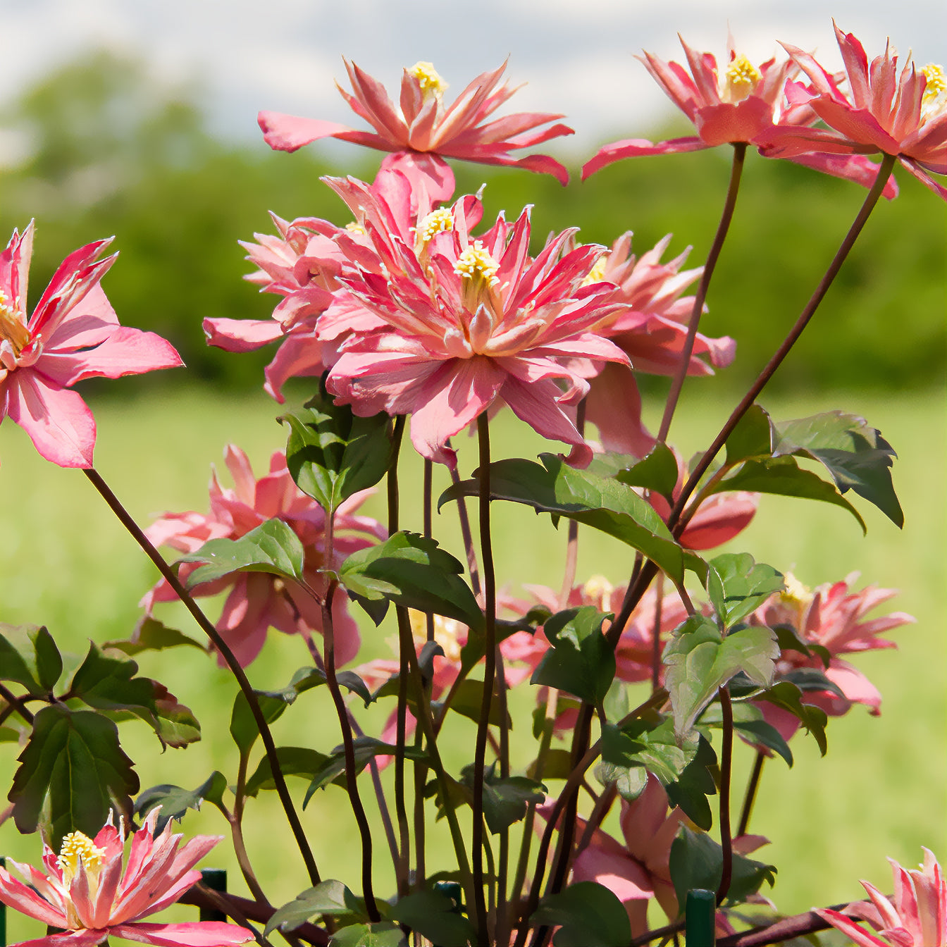 Bakker Plantes Clématite Broughton Star pot 1,5L rose