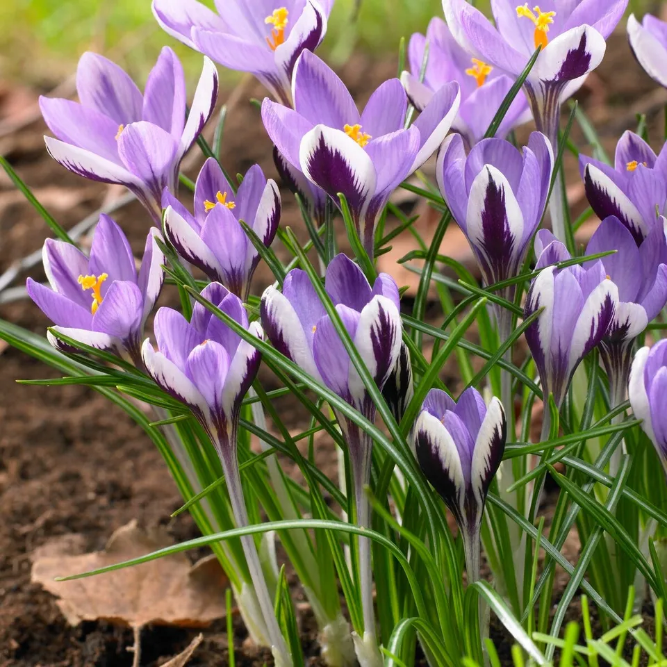Bakker Spring Beauty crocus bulbes x10 multicolore