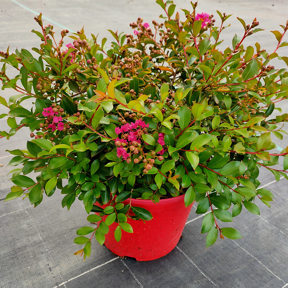 Bakker Lilas des Indes Mimie Fuchsia arbuste pot 2 L