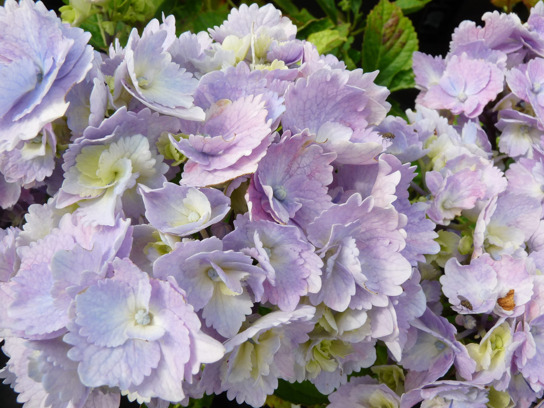 Les Hortensias du Haut Bois Amethyst hortensia boule violette pot 5 L
