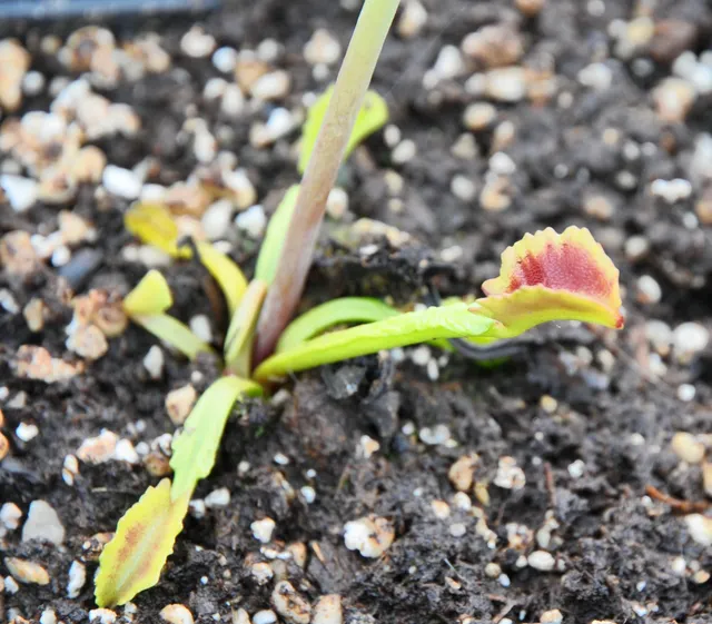 Carniflore Dionaea Wacky Trap dionée attrape-mouche sans cils