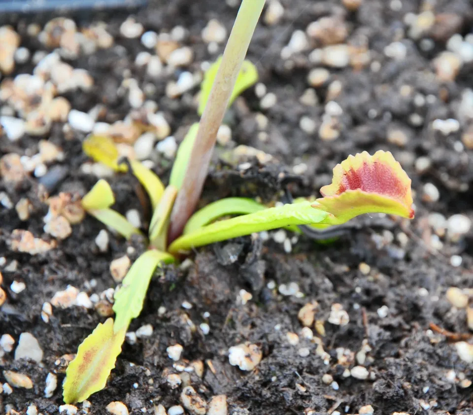Carniflore Dionaea Wacky Trap dionée attrape-mouche sans cils