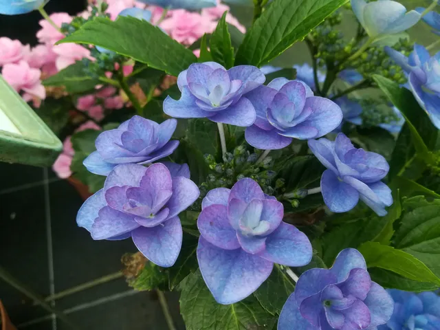 Mikawa Yae Hydrangea macrophylla hortensia plat double