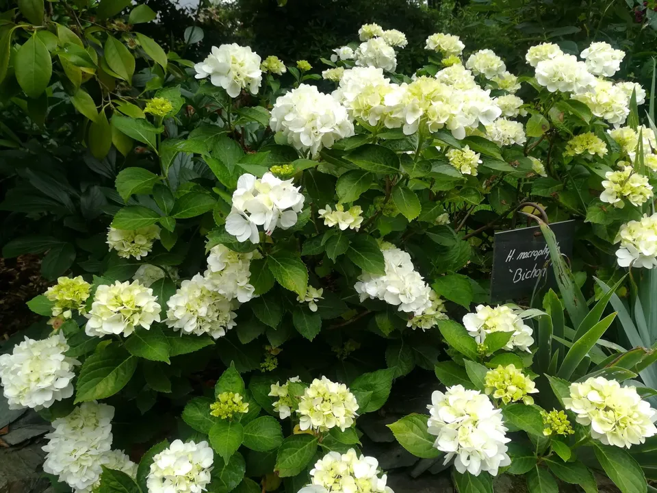 Les Hortensias du Haut Bois Bichon hortensia fleurs rondes mi-ombre