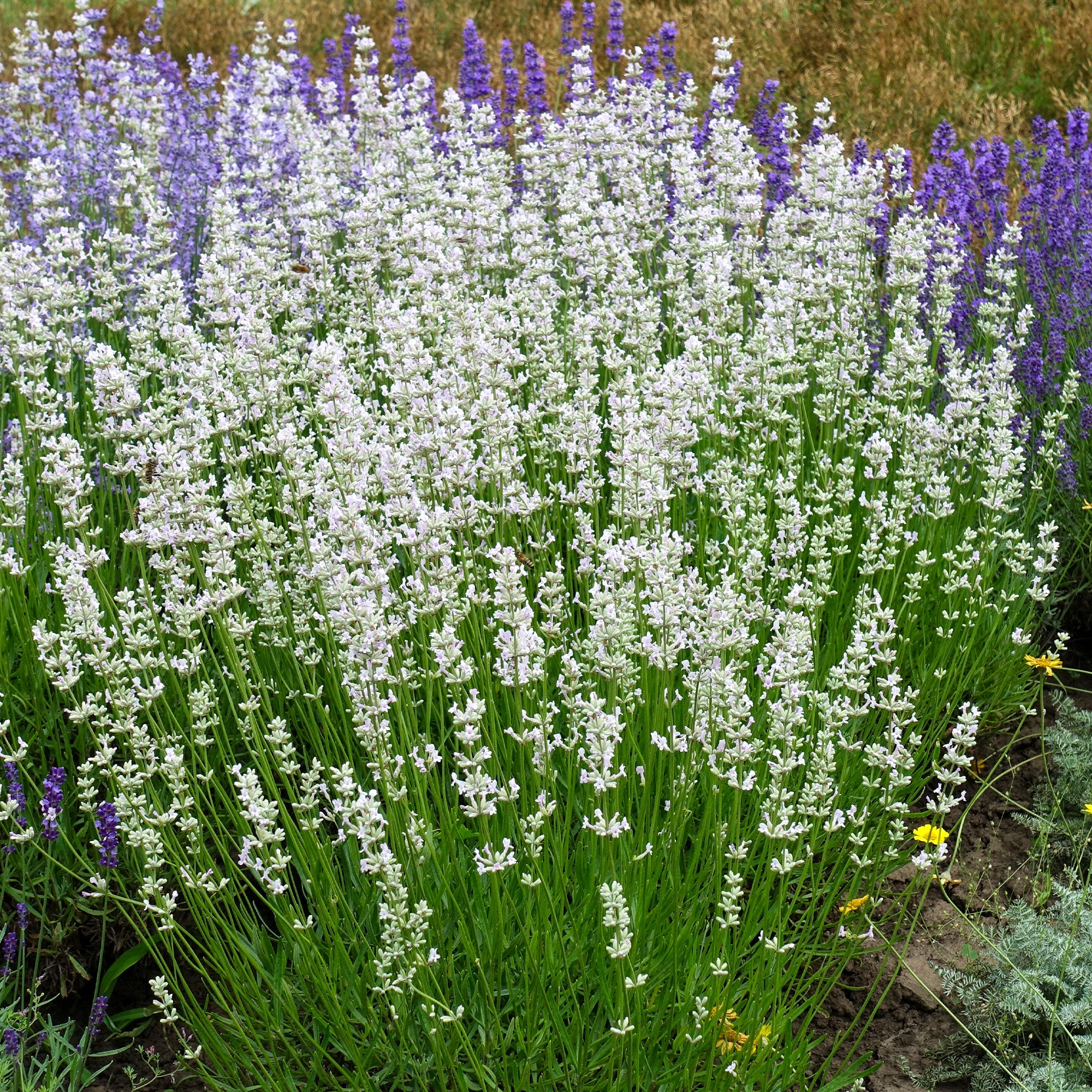 Bakker 2 Lavandes blanches pots 9cm parfumée 50cm