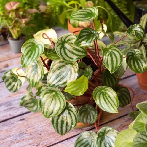 Bakker Intérieur Pépéromia argenté plante pot 12cm pastèque