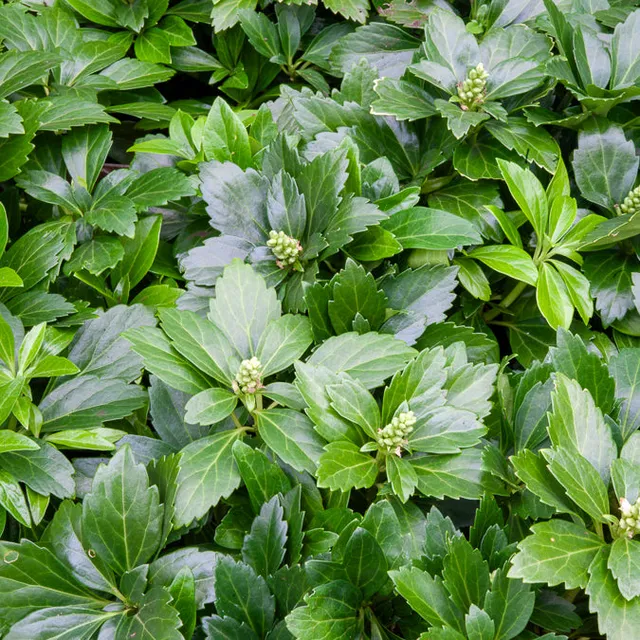 Bakker Pachysandre Green Carpet plante couvre-sol pot 9cm ombre