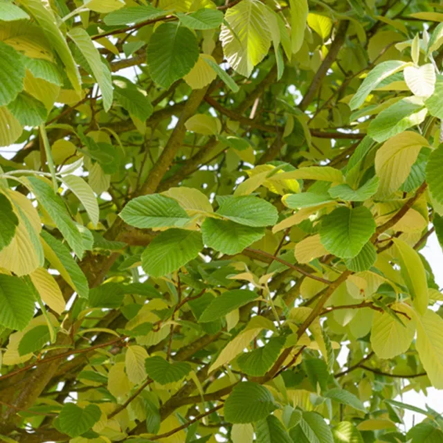 Bakker Aulne Blanc Arbre Pot 2L Hauteur 80-100cm Rustique