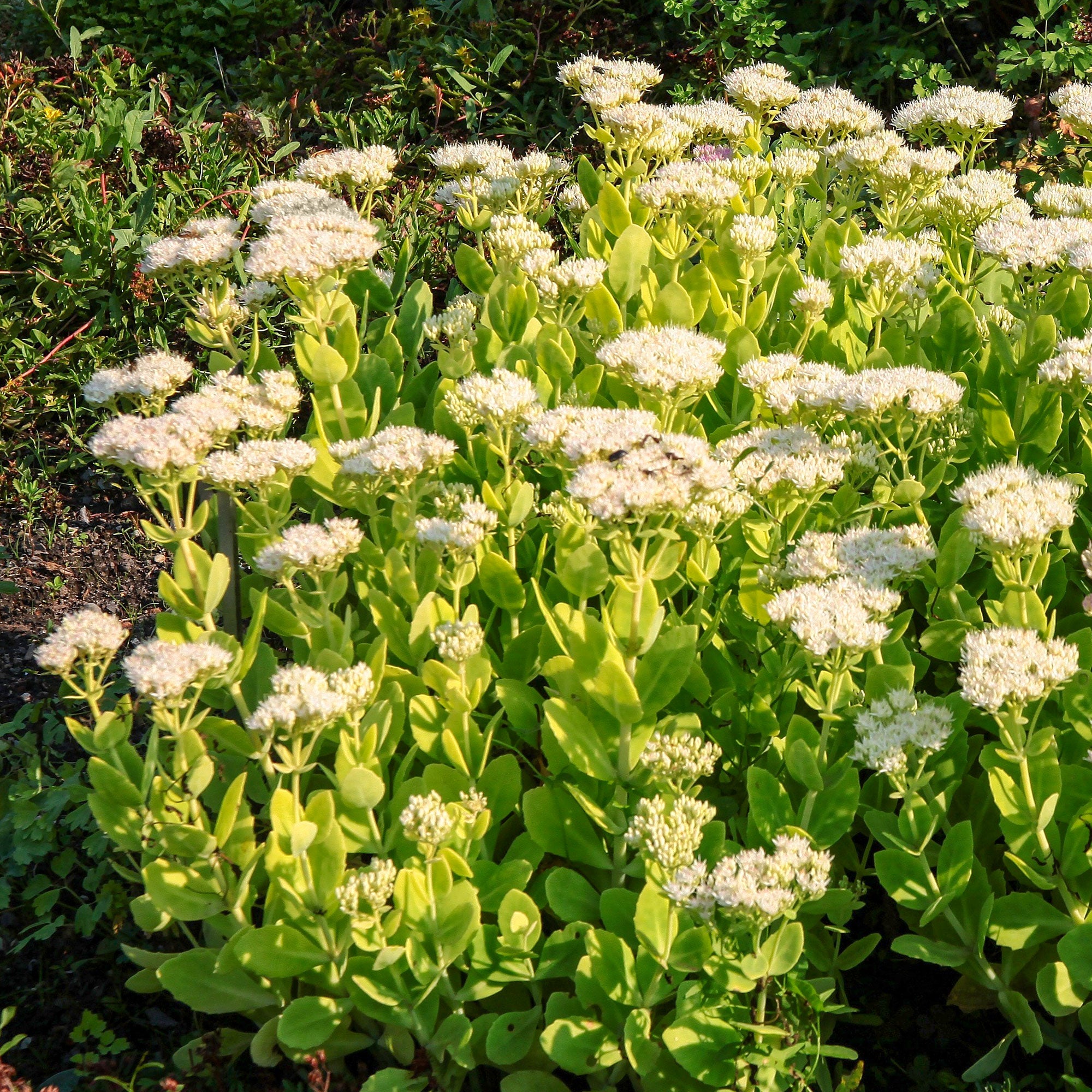 Bakker Sedum Stardust orpin blanc pot 9cm soleil
