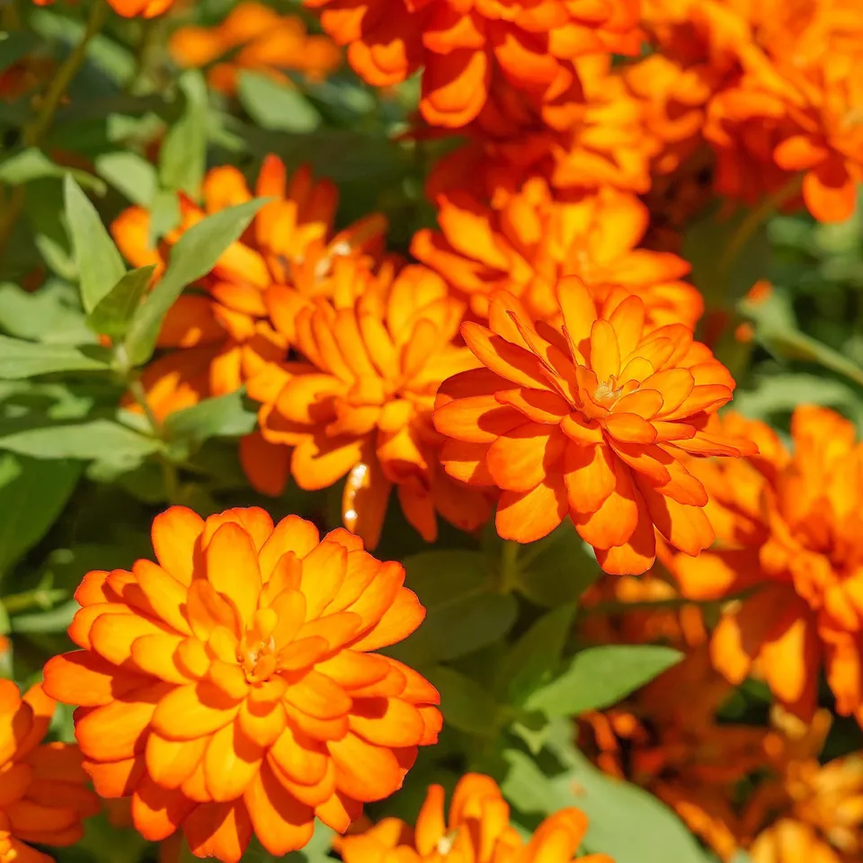 Bakker Zinnia orange fleur terrasse pot Ø 10,5cm annuelle