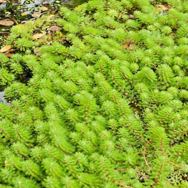 Bakker Myriophyllum Red Stem plante bassin pot 9 cm