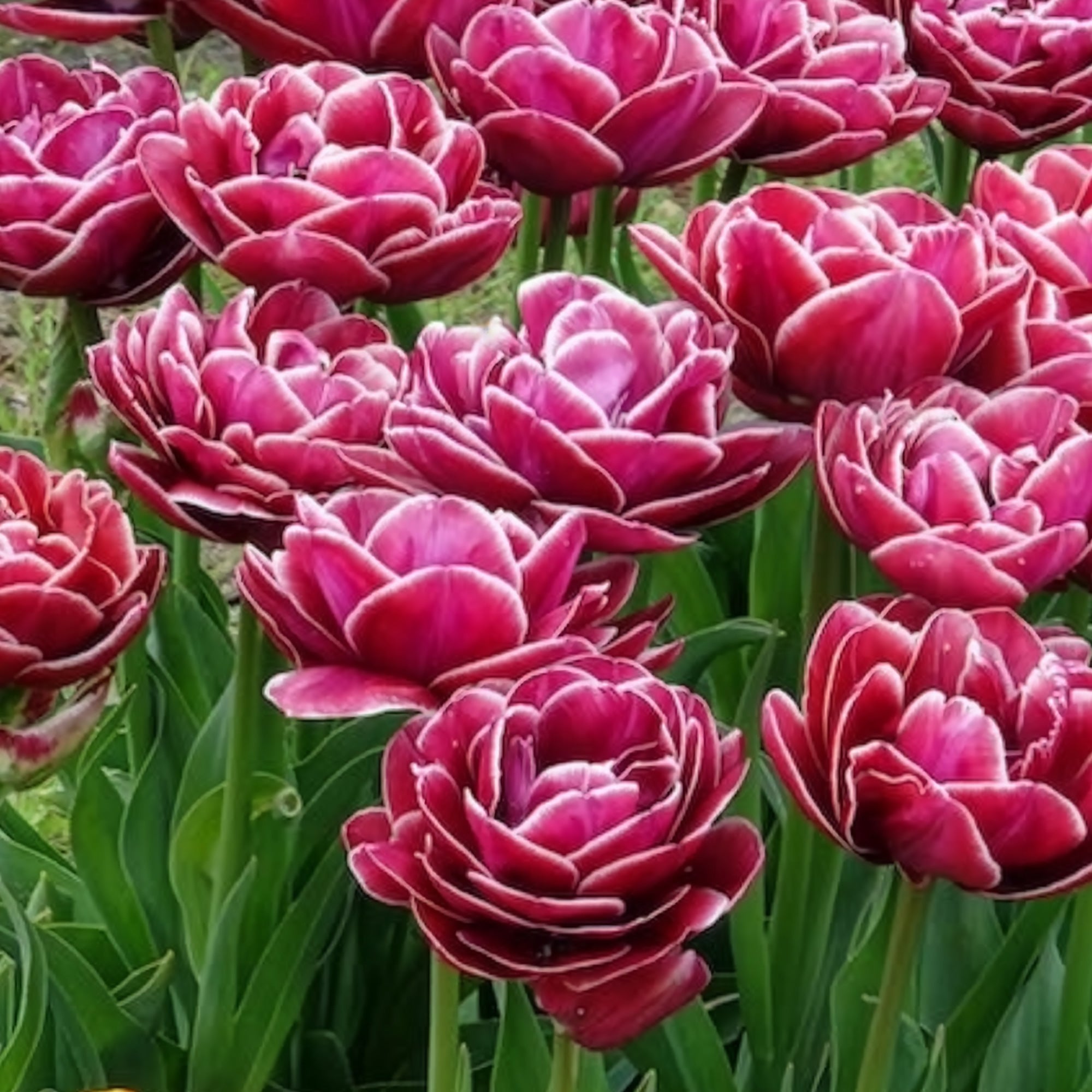 Bakker Tulipe Dream Touch bulbes sachet 7 roses pivoine