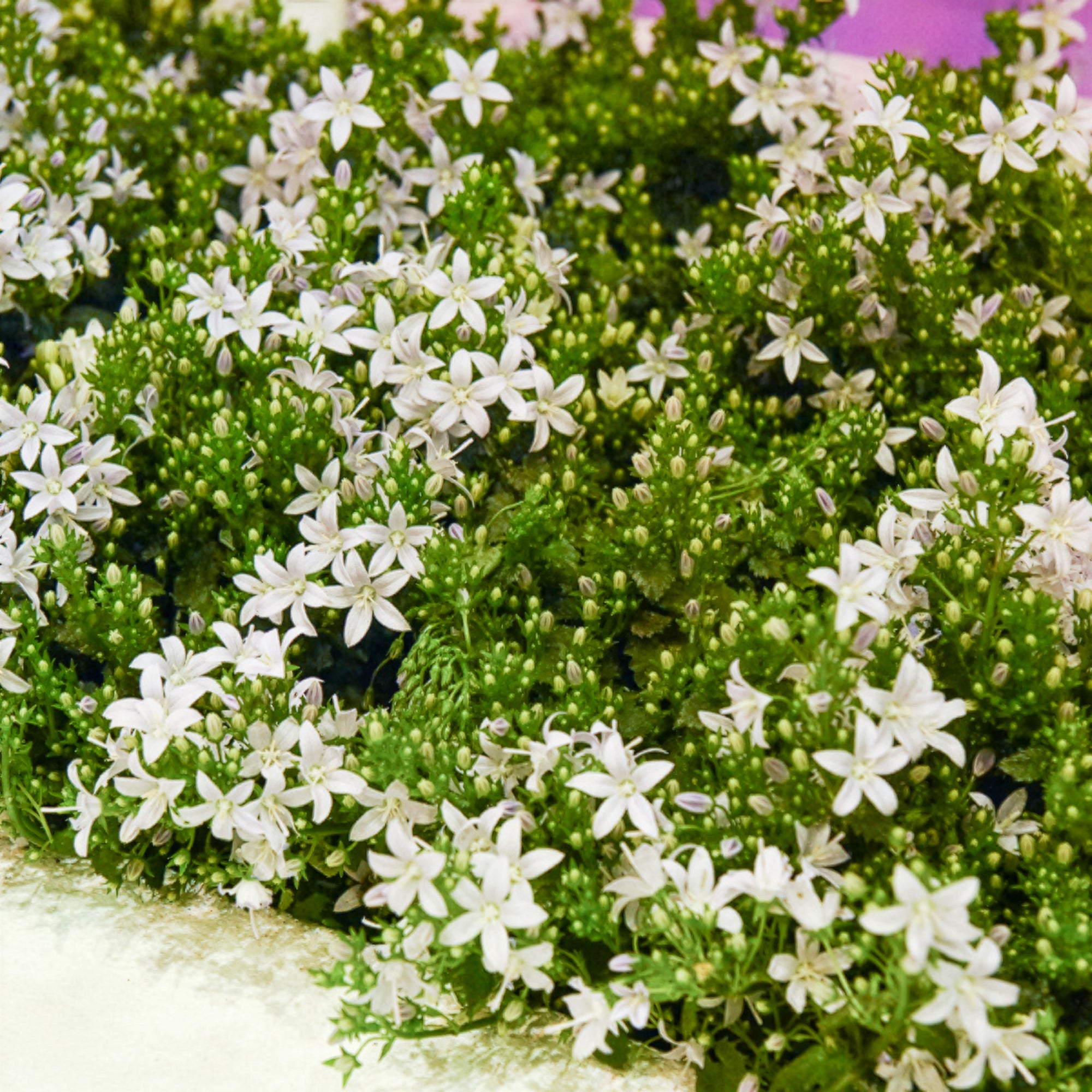 Bakker Campanule portens blanc vivace pot Ø 11 cm