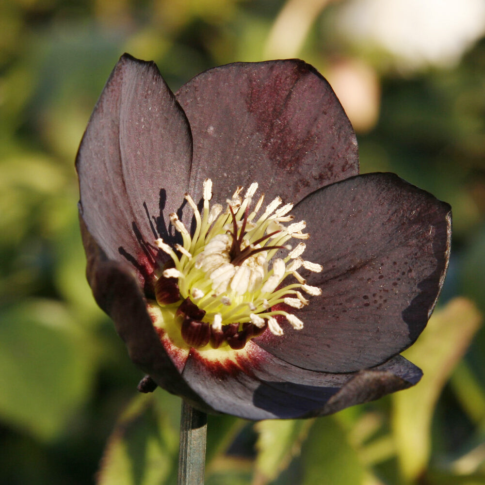 Bakker Hellébore d'Orient Black pot 9cm fleur hiver mi-ombre