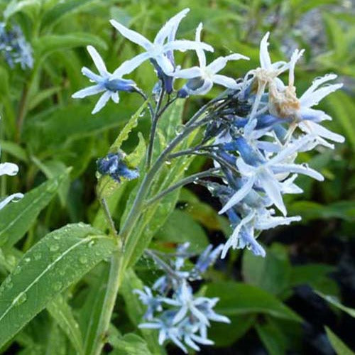 Bakker Étoile bleue Amsonia vivace pot Ø9cm fleur bleue