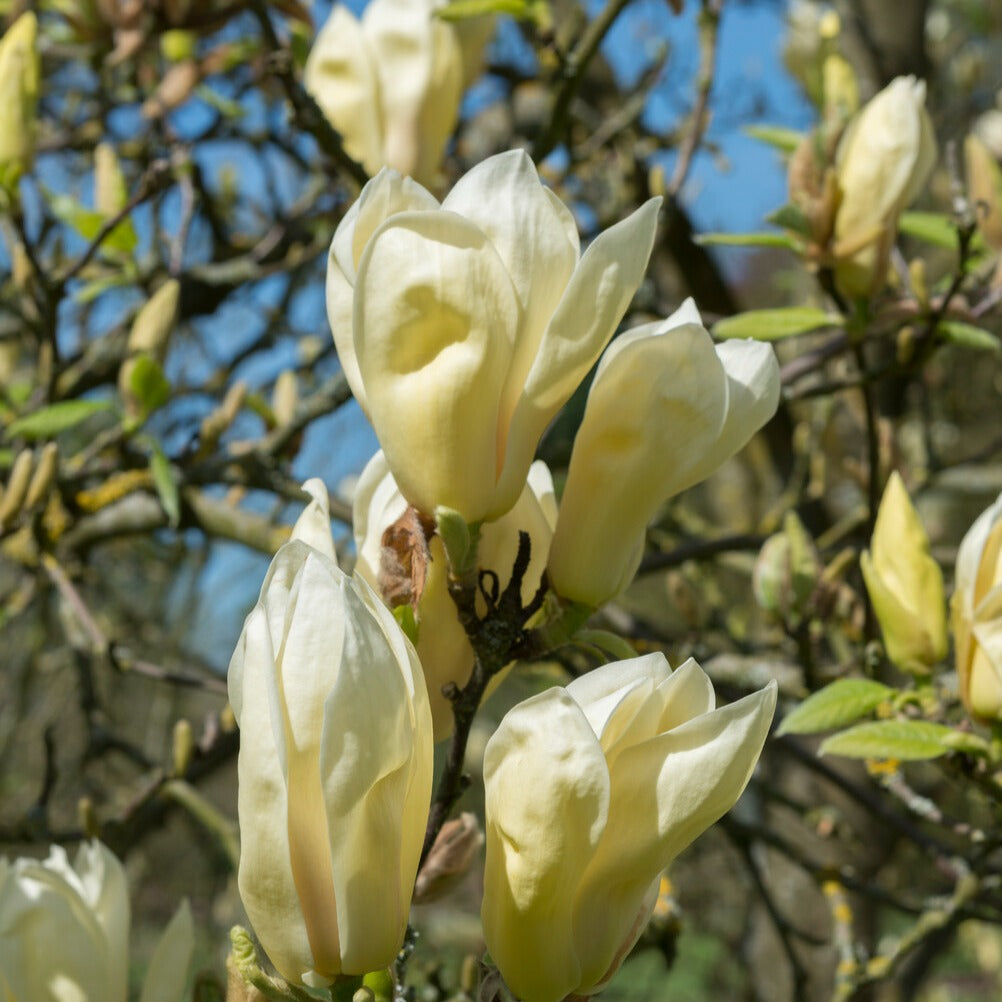 Bakker Magnolia Yellow Lantern arbuste fleur jaune pot 2L 25-30cm