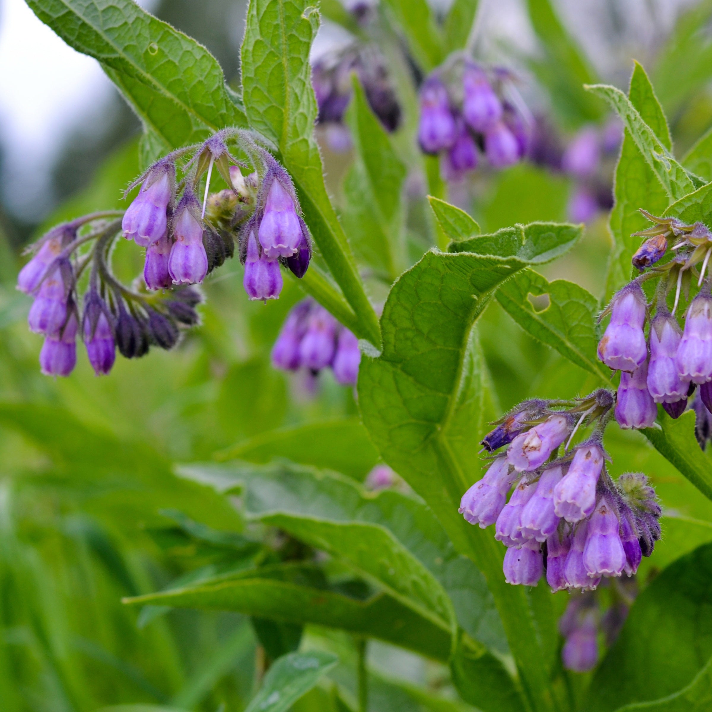Bakker Consoude officinale Purpureum plante vivace pot 8cm violet