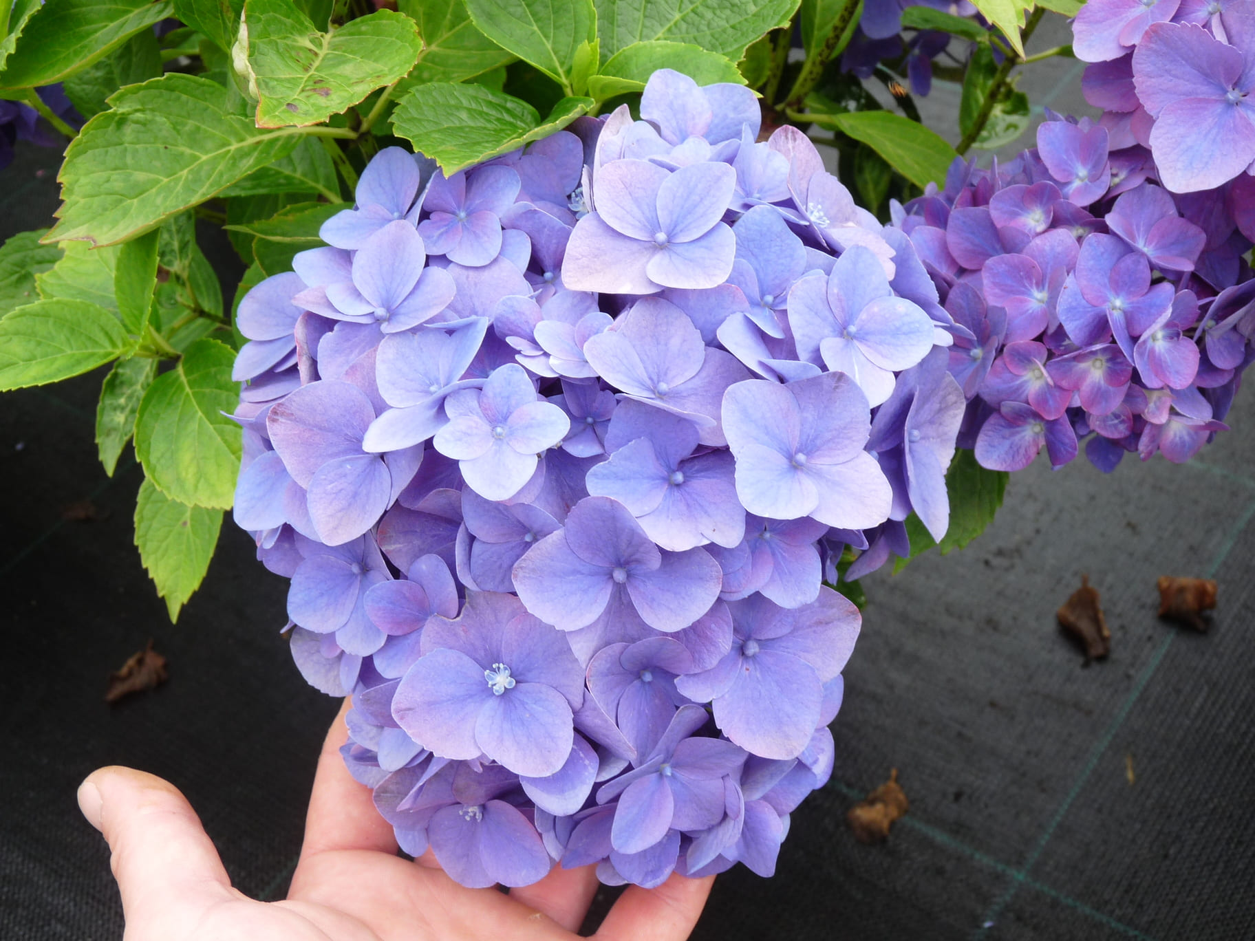 Les Hortensias du Haut Bois Hydrangea macrophylla Tödi hortensia boule rose