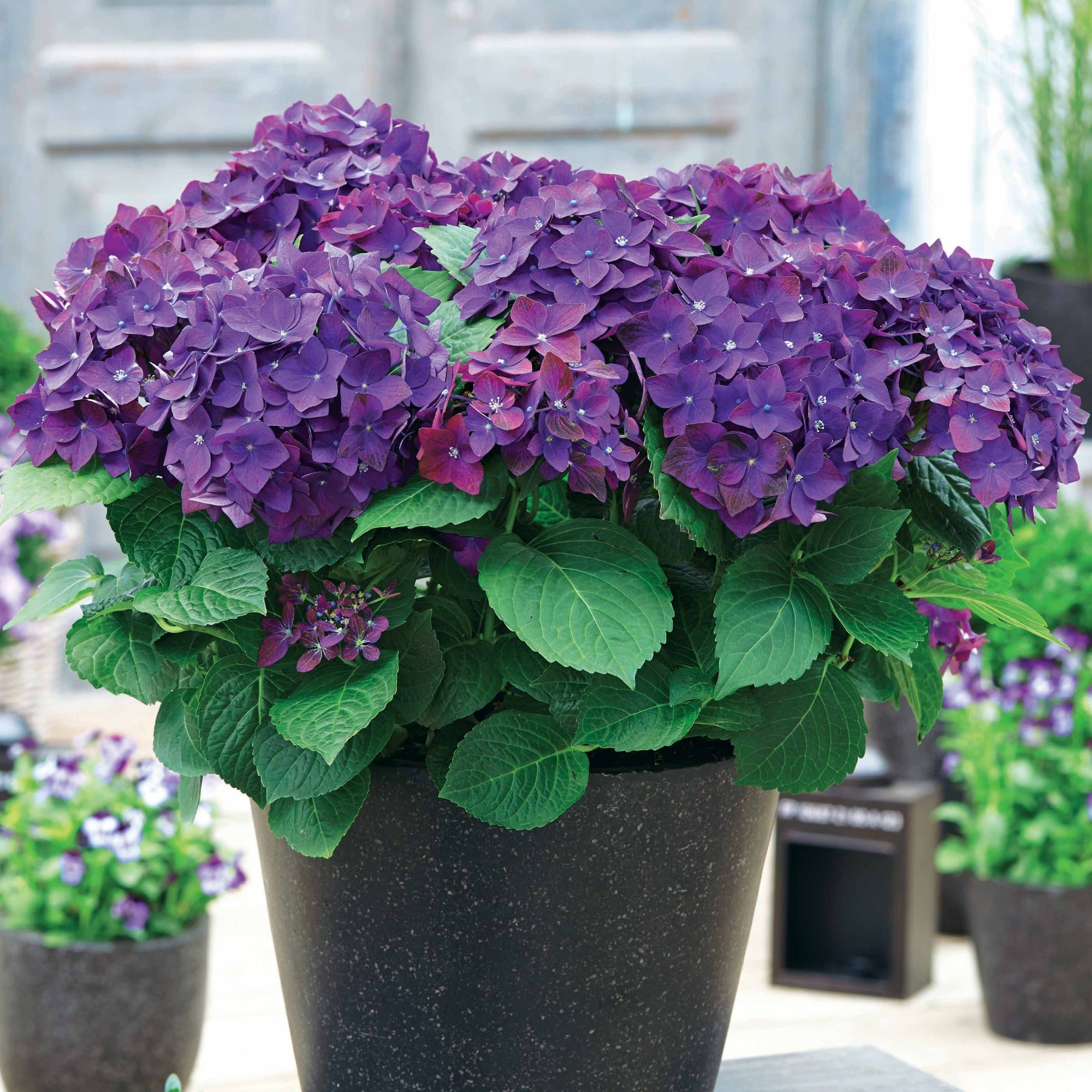Bakker Hortensia Deep Purple Dance pot violet mi-ombre