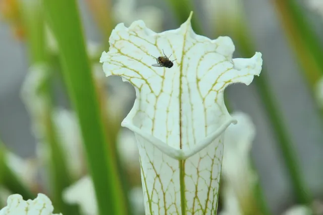 Carniflore Sarracenia leucophylla Schnell's Ghost pot 11cm