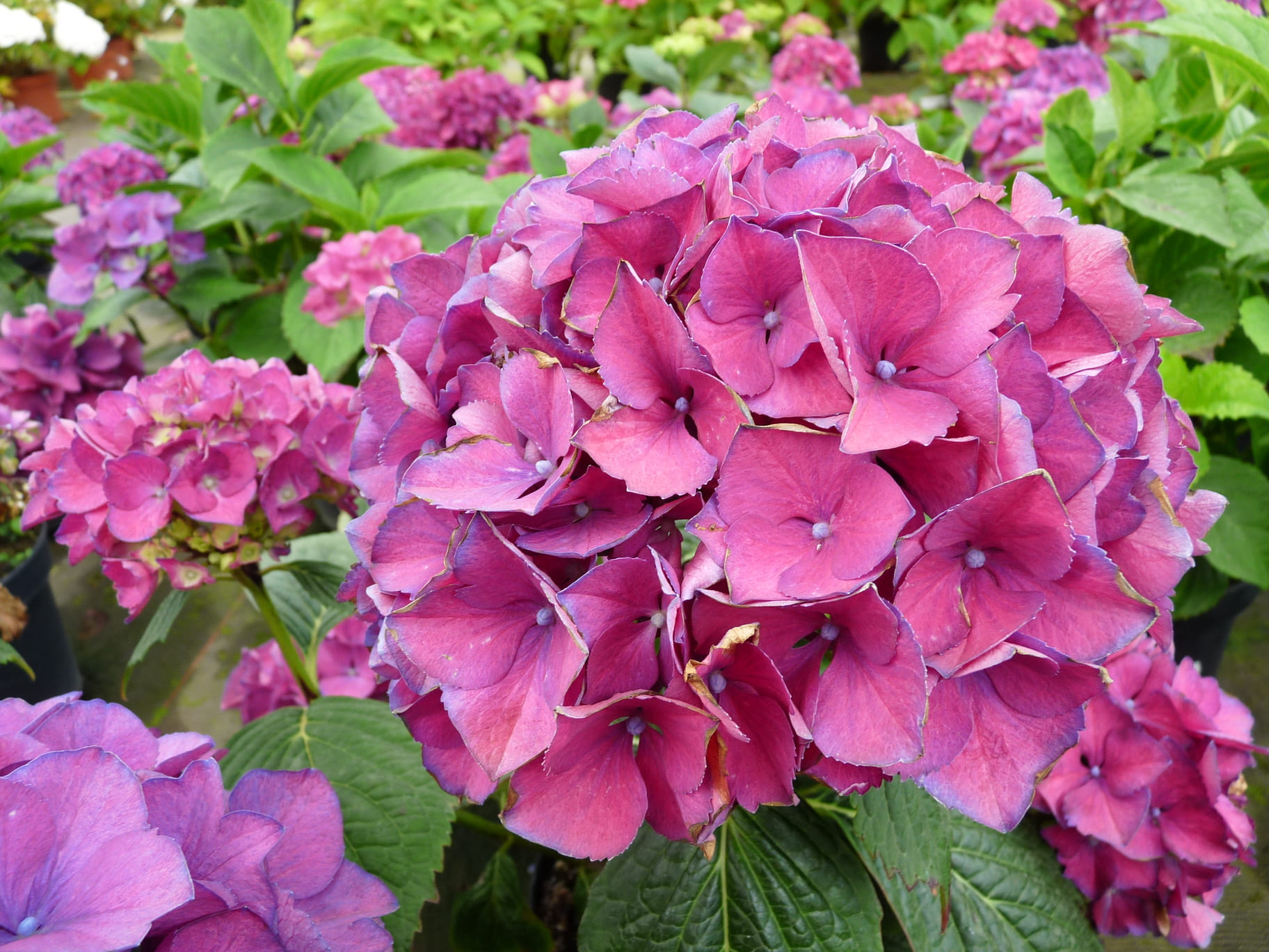 Les Hortensias du Haut Bois Bottstein hortensia fleurs rondes godet