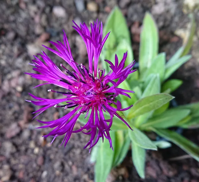 Passion Vivaces CENTAUREA Violetta plante vivace godet violet