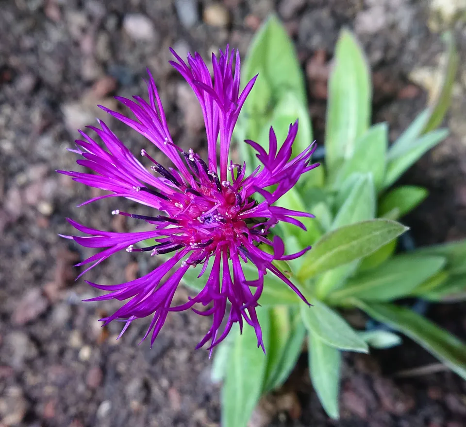 Passion Vivaces CENTAUREA Violetta plante vivace godet violet
