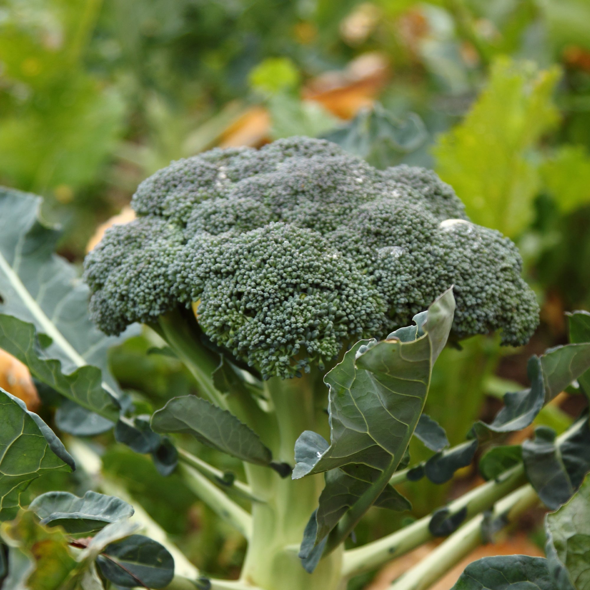 Bakker Chou Brocoli Calabrese Natalino graines 1g