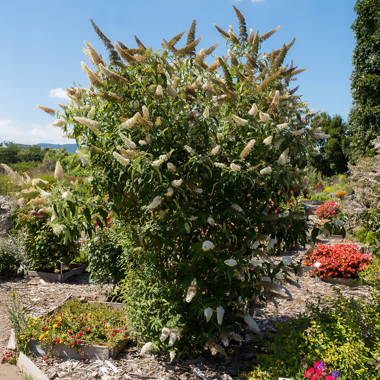 Bakker White Profusion arbre à papillons pot 2L 40-50cm