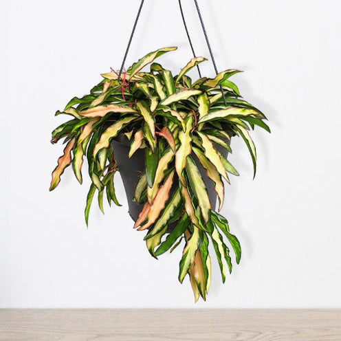 Bakker Hoya wayetii Tricolor plante intérieur panachée pot 14cm