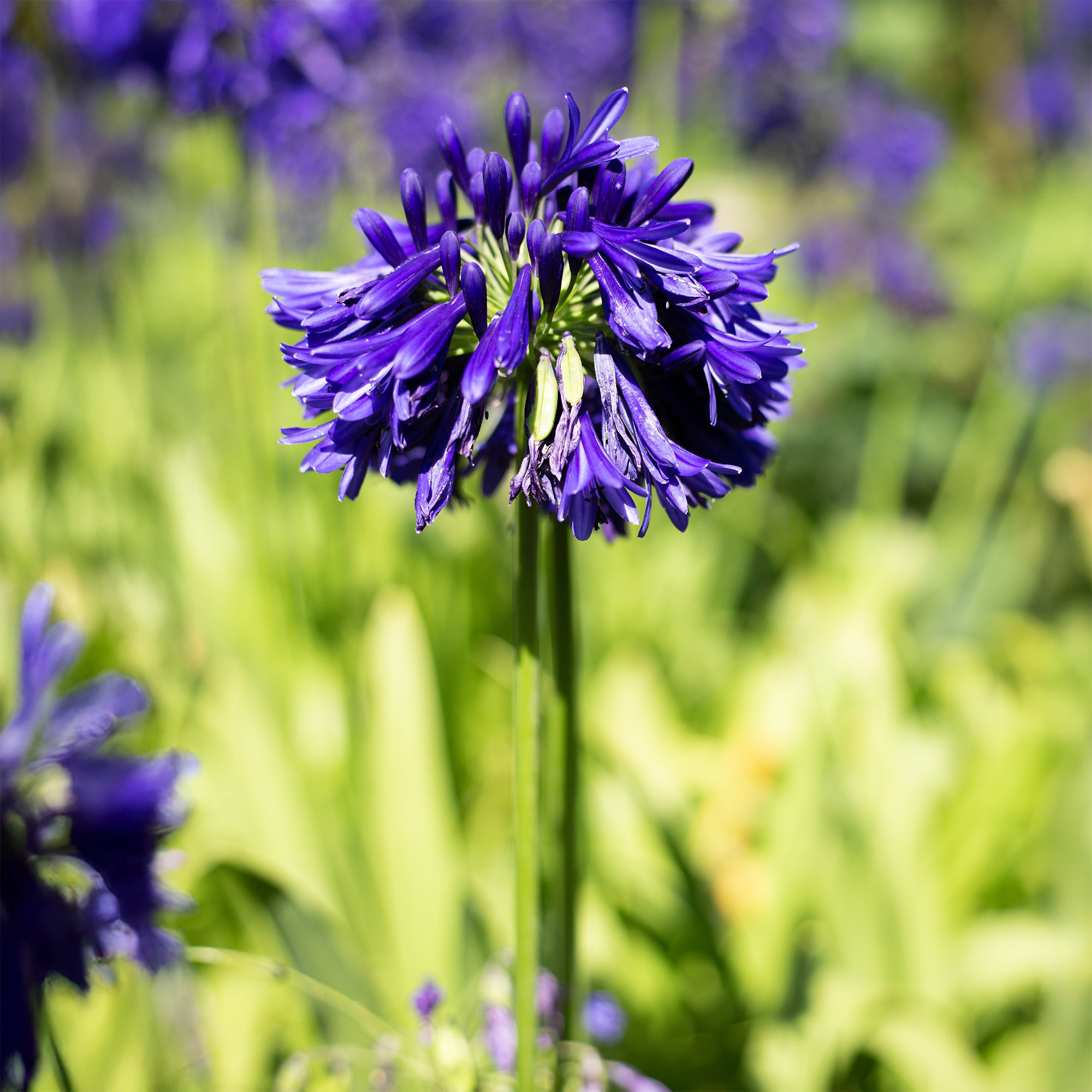 Bakker Plantes vivaces Agapanthe Purple Cloud pot Ø9cm violet